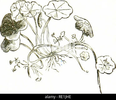 . Fiori di campo. La botanica. Famiglia di prezzemolo 197 creste con ali membranoso, parallela, sottile ; vittcB solitario o 2 insieme. *34 ARCHANCih.iCA, differendo principalmente in avente minuto sepali, dorsale più spessa e creste intermedio, nessun viilce e sementi allentati. Tribù 5. Peuceddnea. - Umbels composto: frutta molto dor sally compresso: creste primario più cospicua, quelli laterali con broadivings a stretto contatto faccia a faccia, altri esili: vittCB genere ovvio. 35. Peuckdanum.-Foglie pinnate ; brattee assente, pochi o molti; bracteoles molti ; sepali piccoli o poco appariscente; petali di colore giallo o bianco, con Foto Stock