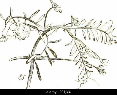 . Fiori di campo. La botanica. 132 LEGinilNOS."E * Aniniah : hallets pochi : flo'vo-s-fciu : stile wilh un anello di down (zizzanie) 1. /'. Itcrsi"ila (Hairy tara).-un esile, molto ramificato, impianto peloso, formare masse aggrovigliati di steli e foglie; depliant 12 - id fiori i-6 insieme, minuto blu pallido; cialde sessili, Pelosa, 2-seminate. - I campi e le siepi ; molto comune. Questo però un malizioso erbaccia, non è la tara della Sacra Scrittura, che si suppone essere la zizzania {Lbliiiin tenuileiituiii).-Fl. Maggio - Agosto. Annuale. 2. V. /("/"r(7.//77//a (liscia tara).-più snello e meno ramificate, quasi gla Foto Stock