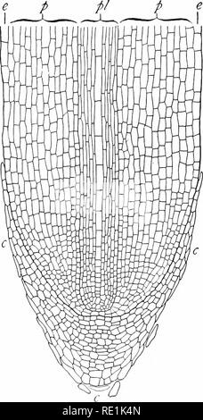 . Impianto studi; un elementare botanica. La botanica. 108 Impianto cesses studi dei gruppi inferiore che è considerata come la sola vera radice. È abbastanza uniforme in struttura, costituita da un g, duro e fibroso asse centrale circondano- ed di una zona spugnosa (Fig. 105). Il robusto asse è più- ly composta di ves- sels, cosiddetto essere- cause essi condotta materiale ed è chiamato asse vascolare. La più esterna zona spugnosa è la corteccia, che copre l'asse vascolare come una pelle spessa. Una delle pecu- liarities della radice è che i rami provengono dalla vascu- lar asse e scavano attraverso il modo th Foto Stock