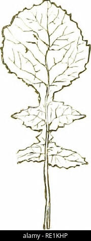 . Fiori di campo. La botanica. Xxii introduzione la loro disposizione non può ben essere determinata, come nelle foglie sommerse dell'acqua Crowfoots, è chiamato 'decompound. Gli stessi termini sono utilizzati nel descrivere le superfici delle lamine come per quelli di piante erbacee steli. Essi possono essere glahrnm, o privo di peli ; lucidato, come m molti alberi sempreverdi e Monocoty- ledons ; glauams, con un colore grigio-blu waxy blo.om, come m sul mare-kale ; roverella, come salvia ; hairy ; fico d'india, come il cardo ; ox ghiandolare, cosparsi su con olio-ghiandole, come m di San Giovanni-wort. In foglie di tessitura possono essere coriacea, come l'Agrifoglio, o carnoso, un Foto Stock