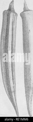 . College botanica; struttura, fisiologia e di economia di piante. La botanica. Piante dicotiledoni 367. Si prega di notare che queste immagini vengono estratte dalla pagina sottoposta a scansione di immagini che possono essere state migliorate digitalmente per la leggibilità - Colorazione e aspetto di queste illustrazioni potrebbero non perfettamente assomigliano al lavoro originale. Cuocere, Melville Thurston, 1869-1952. Di Philadelphia e a Londra, J. B. Lippincott Company Foto Stock