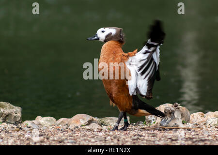 Casarca stretching le sue ali Foto Stock