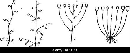 . College botanica; struttura, fisiologia e di economia di piante. La botanica. COLLEGE botanica se i sepali sono independemt di ciascuna, altre, è polysepalous; ma se i bordi sono uniti, è gamosepalous. Se i petali sono indipendenti tra di loro, è polypetalousj ma se i bordi ax regno, è gamopetalous. Se gli stami sono uniti in una sola. Si prega di notare che queste immagini vengono estratte dalla pagina sottoposta a scansione di immagini che possono essere state migliorate digitalmente per la leggibilità - Colorazione e aspetto di queste illustrazioni potrebbero non perfettamente assomigliano al lavoro originale. Cuocere, Melville Thurston, Foto Stock