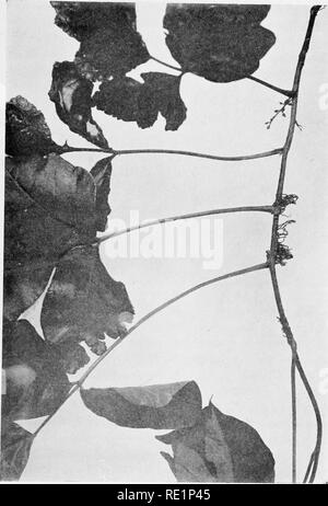 . College botanica; struttura, fisiologia e di economia di piante. La botanica. Radici 61. Fig. 38.-antenna radici di poison ivy.. Si prega di notare che queste immagini vengono estratte dalla pagina sottoposta a scansione di immagini che possono essere state migliorate digitalmente per la leggibilità - Colorazione e aspetto di queste illustrazioni potrebbero non perfettamente assomigliano al lavoro originale. Cuocere, Melville Thurston, 1869-1952. Di Philadelphia e a Londra, J. B. Lippincott Company Foto Stock