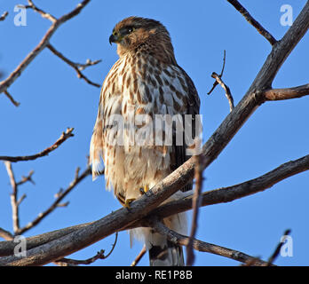 Falco di prateria Foto Stock