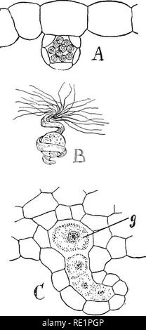 . Natura e lo sviluppo di piante. La botanica. Fig. 228. Fig. 229. Fig. 228. .Gametofito della Filicales: UN, la germinazione delle spore. B, comparsa precoce della struttura thalloid del gametophjrte a causa della formazione di una cellula apicale, x. C, matura gametofito-un, antheridia; ar, archegonia; r, rhizoids; 11, apicale di cella o punto di crescita. Fig. 229. Struttura in organi riproduttivi: UN, antheridium come si vede nella sezione, appena prima dello scarico dei gameti. B, gamete maschile. C, vista in sezione del archegonium-^g, gamete femminile. ics. Il gametofito di solito vive ma pochi mesi, anche se in modo Foto Stock