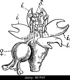 . Un manuale di botanica indiano. La botanica. INCOMPLETE 263 impollinate fiori; chuka- (acido) palang {Rumex vesicarius), coltivate per le sue succulenti foglie acido; Antigonon leptopus, un giardino comune scalatore con orecchie di vistose rosa o bianco dei fiori e il rachide spesso terminante in un viticcio; Coccolobaplatyclada, culti- vated per la sua appiattita simile a foglia (staminali cladode) (vedere la piastra I); {grano saraceno Fagopyrum esculentum), Culti- vated in gran parte in Inghilterra e in Europa per i suoi frutti, dal quale, come da grano, pane è preparato; è coltivata su piccola scala in Himalaya e Khasi Hills. Specie di Rheu Foto Stock