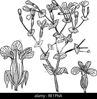 . Un manuale di botanica indiano. La botanica. (Patari o pan-sheuli), molto comune nei nostri serbatoi, hav- ing bianco o biancastro-fiori gialli con frange corolla; e chireta {Swertia chirata) (fig. 210), un arbusto che cresce in Himalaya e dà il ben noto foglie di medicinali noti come chireta, che, quando è immerso in acqua, resa un amaro stomachic in- fusion. Ci sono un paio di- morphic specie in questo ordine. Canscora diffusa è un com- mon dichotomously ramificato Fig. 2GV-ChTet!L{SweHta chirata) ha cantato con thc uppcr foglie (fig. 211) connate. Nat. Ordine 18. Boraginacece. - Erbe, arbusti o alberi, Foto Stock