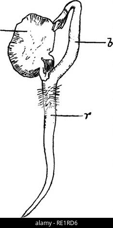 . Agraria Botanica, teorico e pratico. La botanica, economico; Botanica. lO semi : STRUTTURA E GER.MINATIOX diventa root e stelo è il suo asse principale. La parte dell'asse primario che si trova sotto il punto in cui i cotiledoni sono attaccati è noto come il radicle, e consiste di un piccolo pezzo di gambo, l'ipocotile, alla fine del quale è una radice. Nel caso in cui la estremità dello stelo e la radice inizia non può essere determinata nel chicco piantina senza l'aiuto del microscopio e di esame della struttura interna dell'asse dell'impianto. L'estremità ricurva dell'asse primario sopra il cotyle- don Foto Stock