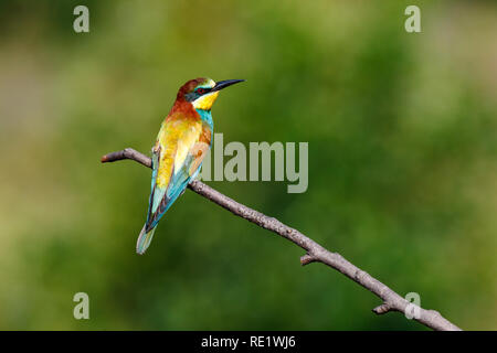 Unione Gruccione (Merops apiaster). Russia, Rjazan Regione (Ryazanskaya oblast), il distretto Pronsky, Denisovo. Foto Stock