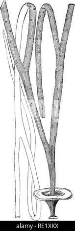 . Un manuale di botanica crittogamica. Alle crittogame. FUCACE^ 22'^. Fig. 20i,-Himanthalialorea. Lyng. (Dimensione naturale). (Dopo Hauck.) Fig. 206.-Halidvys siliquosa Lyng, (dimensione naturale). (Dopo Hauck.). Si prega di notare che queste immagini vengono estratte dalla pagina sottoposta a scansione di immagini che possono essere state migliorate digitalmente per la leggibilità - Colorazione e aspetto di queste illustrazioni potrebbero non perfettamente assomigliano al lavoro originale. Bennett, Alfred W. (Alfred William), 1833-1902; Murray, George Robert Milne, 1858-. Londra, New York, Longmans, verde e Co. Foto Stock