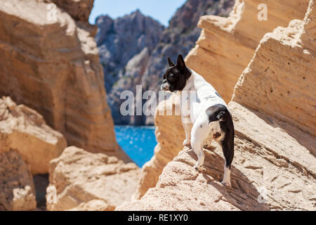 Bulldog francese cane a Sa Pedrera de spiaggia Cala d'Hort, sulle rocce di Atlantis, Ibiza, Spagna Foto Stock