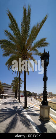 Palm e lanterna sul lungomare di Cadiz, Spagna Foto Stock