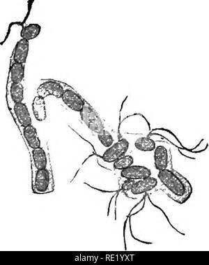 . Atlas e principi di batteriologia e libro di testo di speciali diagnosi batteriologica. Batteriologia. Maiale. 28.-Caratteristica appaiono- tanza di Cladothrix dichotoma Colm (dopo Migula). Fig. 29.-Caratteristica appaiono- tanza di Cladothrix dichotoma Cohn (dopo Cohn).. Fig. 30. - Pseudodichotomous ramificazione di Cladothrix dicho- toma Coka (dopo Cohn, ridotta). Fig. 31.-la separazione di flagel- organismi correlati di Cladothrix di- chotoma Cohn (dopo A. Fischer). 31), breve, attivamente bacilli mobili che, dopo il vagabondaggio, divenuto fisso ad una estremità e ancora formare nuovi thread.. Si prega di notare che queste immagini Foto Stock