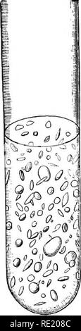 . Atlas e principi di batteriologia e libro di testo di speciali diagnosi batteriologica. Batteriologia. Produzione di gas. 89 Purtroppo la fermentazione della cellulosa da batteri non è sufficientemente studiato. Tanto sembra certo che almeno una varietà anaerobico converte la cellulosa nella palude=e gas di acido carbonico. Ancora Van Senus principale- tains che il "anaerobico Bacillus amylobacter", iso- in moda da lui, attacchi solo di cellulosa in simbiosi con un altro piccolo bacillus. (Confrontare la r6sum6 da lei- feld, C. B. L. ho, 74, 114, e anche la parte speciale.). tT? ^0 3 r-^. Si prega di notare che th Foto Stock