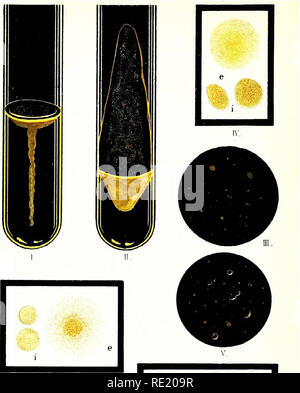 . Atlas e principi di batteriologia e libro di testo di speciali diagnosi batteriologica. Batteriologia. Linguetta 31.. Si prega di notare che queste immagini vengono estratte dalla pagina sottoposta a scansione di immagini che possono essere state migliorate digitalmente per la leggibilità - Colorazione e aspetto di queste illustrazioni potrebbero non perfettamente assomigliano al lavoro originale. Lehmann, K. B. (Karl Bernhard), 1858-1940; Neumann, Rudolf Otto, 1868- joint autore; Weaver, George H. (George Howitt), b. 1866 ed. Di Philadelphia e a Londra, W. B. Saunders &AMP; l'azienda Foto Stock