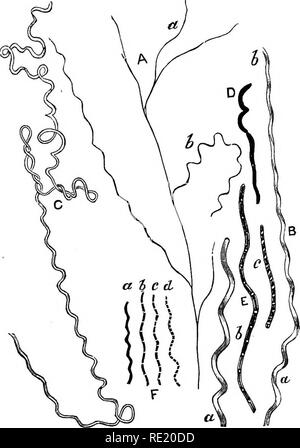 . Un libro di testo di batteriologia, compresa l'eziologia e la prevenzione delle malattie infettive e un breve resoconto di lieviti e muffe, haematazoa e psorosperms. Batteriologia. Classificazione e descrizione delle specie. 479 base per la classificazione in generi o specie. La modalità di repro- riduzione non è sufficientemente noto per dare una migliore mezzi di distinzione rispetto alle altre apparenze morfologiche presi da soli; né possiamo dipendono dalla azione fisiologica, il quale è trattenuto da molti a variare con il cambiamento di forma, secondo alterato svuTOundings.. Fig. 196. Cladothbix Dichotoma.-A. Ramificato Foto Stock
