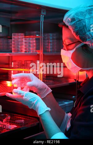 Cellule uovo in capsule di petri in un incubatore, della fecondazione artificiale e il Centro di Medicina della Riproduzione Foto Stock