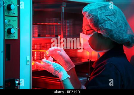 Cellule uovo in capsule di petri in un incubatore, della fecondazione artificiale e il Centro di Medicina della Riproduzione Foto Stock