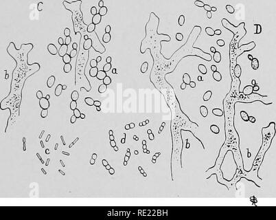. Batteriologia farmaceutica, con speciale riferimento alla disinfezione e sterilizzazione. Batteriologia. C&amp;-, 0 . .^ ©. Fig. 72.-bene facendo. Un, morti o moribondi di cellule di lievito; B, attiva le cellule di lievito che convertono la saccarina sostanze formate dalla aspergiUus in alcool. C, D, le cellule di lievito e hyphae di aspergillus frona i tini di fermentazione. Il giapponese la salsa di soia (fermentati di soia, glicina hispidus) e miso, una zuppa di scorte di frumento e di soia, viene preparato attraverso l azione di Aspergillus oryza e A. wentii. I Giavanesi arrak è costituito da riso che prima viene sollecitato da un fungo Foto Stock