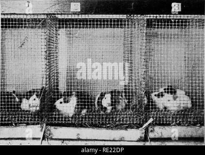 . Batteriologia farmaceutica, con speciale riferimento alla disinfezione e sterilizzazione. Batteriologia. 132 PHARMACEUTICAL batteriologia. minato sperimentalmente), e una quantità graduata del siero da standard- virtualizzato, in modo tale che il primo tubo presenta, in tutta probabilità, non antitossina sufficiente per neutralizzare il centinaio di dosi letali di tossina, e l'ottavo tubo presenta, in tutta probabilità, un grande eccesso di antitossina. Il contenuto di una provetta viene iniettata in una cavia, richiedendo così otto suini. Gli animali sono identificati e tenuti sotto stretta osservazione. Il primo, il secondo e il terzo forse morire, showin Foto Stock