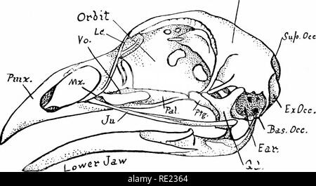 . L'uccello, la sua forma e funzione. Gli uccelli. Il cranio 107 gran parte arrotondata riprendendo la maggior parte del cranio corretto è naturalmente la casella di osso che protegge il cervello. Su ciascun lato una cavità grande mostra dove gli occhi sono posti, e se si confronta questo cranio con quella di un gatto o un cane o con quella di un essere umano, vedremo quale grande importanza gli occhi devono essere di un uccello; le cavità per loro sono molto più grande rispetto a quella di altri animali. Indietro 3raii2i di Cdse. Fig. 8.3.-Cranio di polli, mostrando orbita, brain-caso, orecchio, la ganascia inferiore, premaxillary (PMX.), mascellare (Mx.), vomer (Vo.), lacrymal (lc), jugal ( Foto Stock