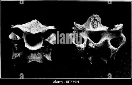 . L'uccello, la sua forma e funzione. Gli uccelli. Il quadro dell'Uccello 71 si supponga che abbiamo infilati un filo attraverso il centro cavo del back-osso del nostro pollo, al quale le nervature sono ancora attaccato, e che dobbiamo essere- lati il cranio e le ossa di un ala e una gamba. Confrontare i valori con quelli riportati nelle illustrazioni e vedremo se è in grado di dirci alcunché di interesse. Le ossa del collo sono tutte separate, e scorrere avanti e indietro sul filo, come i talloni su una stringa. Come contrariamente a. Fig. 47.-Viste posteriore e anteriore del diciassettesimo e diciottesimo vertelirje cervicale dello struzzo, mostra Foto Stock