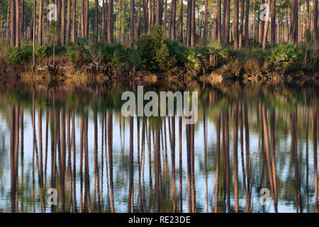 Forest riflessioni lungo le rive di Pino lungo il lago di chiave in Everglades National Park vicino a Homestead, Florida Foto Stock
