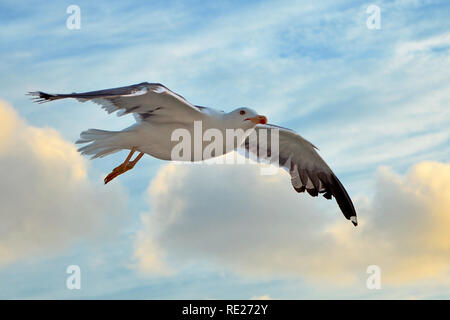 Flying lesser black backed sea gull uccello con ali aperte durante il volo nella parte anteriore del cielo blu con nuvole Foto Stock