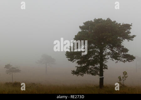 Alberi nella nebbia sulla Woodbury Common in East Devon, Inghilterra sudoccidentale. Foto Stock