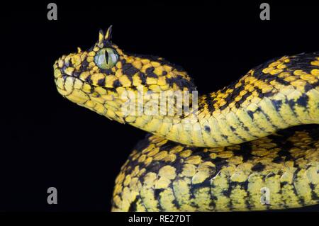 Boccola Usambara viper (Atheris ceratophora) Foto Stock
