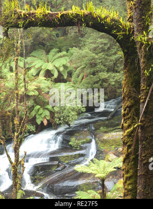 Tripletta rientra nella Grande Otway National Park, Victoria, Australia Foto Stock