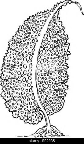 . La botanica tutto l'anno; un pratico libro di testo per le scuole. La botanica. Il loro posto nella natura 251. 473. - Un'alga con ampia ampliato tallo. 356. La classificazione. - Inizio con le forme più basso, seedless piante sono raggruppati in tre grandi ordini o classi. 357. I. Thallophytes, o tallo piante. Questo gruppo prende il suo nome dal tallo struttura che caratterizza la sua vegetazione. Che cosa un tallo è sarà meglio compresa dopo un provino è stato esaminato. Si può affermare, come sempre, che il termine è applicato in generale per i più semplici tipi di verdura struc- ture, in cui la Foto Stock