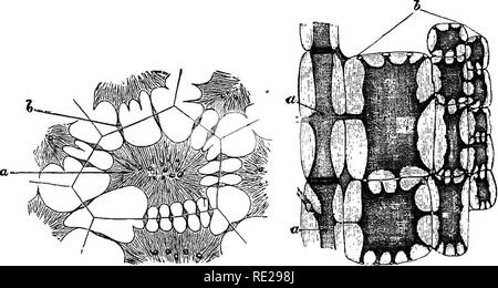 . Introduzione alla fisiologia vegetale. La fisiologia vegetale. 16 fisiologia vegetale in alcuni casi, come in alcune alghe marine, e nel setaccio- tubi delle piante da fiore, che connette i filamenti sono sufficientemente approssimato per essere visibile al di sotto di una relativamente bassa potenza del microscopio, e al bisogno di quasi alcuna preparazione speciale (fig. 18). Essa avrà senza dubbio notato che il termine ' cell" è alquanto usato in modo lasco. Una tipica cella di una multicella. Fig. 17,-la continuità del protoplasma op CoNTiauotrs cellule dell'endosperma di un seme di Palm (Bentinckia). Fortemente ingrandita. (Dopo Gardiner.) Foto Stock