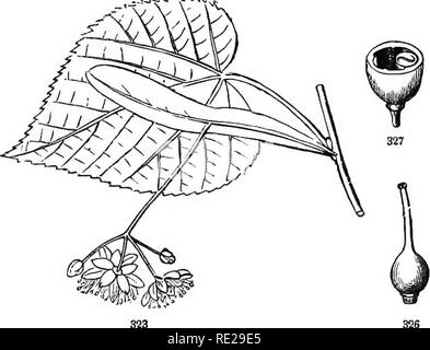 . La botanica per giovani e scuole comuni. In che modo le piante crescono, una semplice introduzione alla botanica strutturale. Con una flora popolare, o una disposizione ed una descrizione delle piante comuni, sia selvatici e coltivati. La botanica; Botanica. 323. American Linden, in fiore. 324. Ingrandite crosa-seetion di un fiore-bud. 3*25. A tiil't di Btamens witti il petalo-liiie Bcate. 326, pistillo. 327. La frutta tagliata in due. Linden Basswood o. Tilia. Sepali 5, spessa, valvate (i margini da bordo a bordo) in bud, di cadere fuori dopo la fioritura. Petali 6, Cieam-colore. Stami molto numerosi, sul recipiente, in 5 cluster: antere 2-c Foto Stock