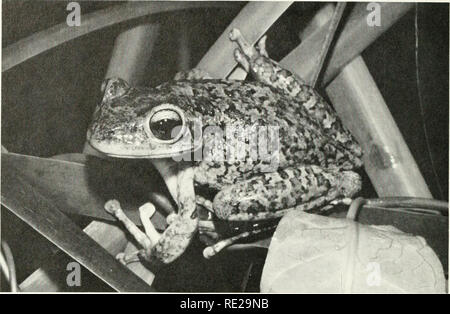 . L'impatto ecologico dell uomo sulla South Florida erpetofauna. Anfibi -- Ecologia Florida; Natura -- effetto di esseri umani sulla Florida. 36 PUBBLICAZIONE SPECIALE-museo di storia naturale. La figura 10. Treefrog cubano (Osteopilus septentrionalis). (JB) vicino S.W. 78Avenue e 125th Street (in che cosa ha usato per essere chiamato Suniland) e nei pressi di W. 27th Street e E. 7 (=W. 7th) Avenue in Hialeah. L'ex popolazione è ancora esistente, ma quest'ultimo non è. Qui ci segnalano l'esistenza di un ben stabilito e grandi pop- ulation di questa lucertola sul Crandon Park Zoo motivi in Key Biscayne, e un Foto Stock