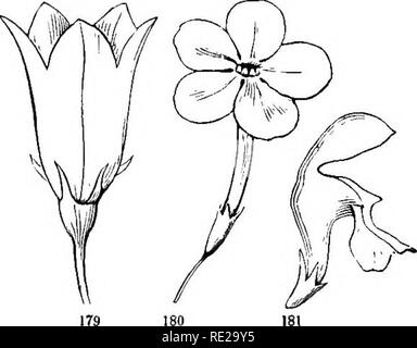 . La botanica per giovani e scuole comuni. In che modo le piante crescono, una semplice introduzione alla botanica strutturale. Con una flora popolare, o una disposizione ed una descrizione delle piante comuni, sia selvatici e coltivati. La botanica; Botanica. 72 come le piante vengono propagate. 213. Monopetalous corolla; i. e. una corolla di un pezzo. È così chiamato, se si fa una tazza o un tubo con il bordo intero, come in Morning-Glory (Fig. 175), o con i lobi di confine, cioè le punte dei petali distinti, come in Stramonium (Fig. 177), o anche se i petali sono uniti solo nella parte inferiore, come nella patata- blossom (Fig. 182) Foto Stock