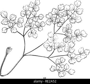 . La botanica per giovani e scuole comuni. In che modo le piante crescono, una semplice introduzione alla botanica strutturale. Con una flora popolare, o una disposizione ed una descrizione delle piante comuni, sia selvatici e coltivati. La botanica; Botanica. Tipi e forme di foglie. 5" 151. Lascia senza distinzione di Footstalit e lama, o con non molto evidente la distinzione delle parti. Di questo tipo, tra molti altri, possono essere menzionati, •- ago - Foglie di forma, come ad esempio quelle di pini e larici (Fig. 134). Queste sono lunghe e sottili e rigide, e spesso con poco se qualsiasi distinc- zione dei lati. Awl o sagomato Subulate Foto Stock