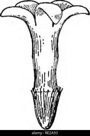 . La botanica tutto l'anno; un pratico libro di testo per le scuole. La botanica. 98 Sementi e piantine di moduli e la crescita delle sementi. Si prega di notare che queste immagini vengono estratte dalla pagina sottoposta a scansione di immagini che possono essere state migliorate digitalmente per la leggibilità - Colorazione e aspetto di queste illustrazioni potrebbero non perfettamente assomigliano al lavoro originale. Andrews, Eliza Frances, b. 1840. New York, Cincinnati [ecc. ] American book company Foto Stock