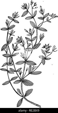 . Fiori di campo, colle e palude;. La botanica. Hypericum mutilum {.Vedi pagina 38). Si prega di notare che queste immagini vengono estratte dalla pagina sottoposta a scansione di immagini che possono essere state migliorate digitalmente per la leggibilità - Colorazione e aspetto di queste illustrazioni potrebbero non perfettamente assomigliano al lavoro originale. Creevey, Caroline A. La Sig.ra New York, Harper &AMP; Fratelli Foto Stock