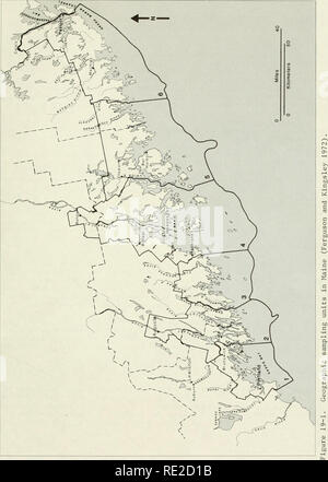 . Una caratterizzazione ecologica delle zone costiere Maine (a nord e a est di Cape Elizabeth). Ecologia costiera -- Maine. 19-7 10-80. Si prega di notare che queste immagini vengono estratte dalla pagina sottoposta a scansione di immagini che possono essere state migliorate digitalmente per la leggibilità - Colorazione e aspetto di queste illustrazioni potrebbero non perfettamente assomigliano al lavoro originale. U. S. pesci e fauna selvatica Servizio; Fefer, Stewart I; Schettig, Patricia A. Newton angolo, messa. : Dipartimento dell'Interno, U. S. pesci e fauna selvatica, servizio Regione Nordest Foto Stock