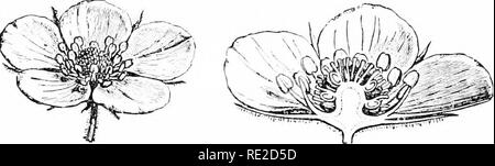 . Le piante e i loro usi; una introduzione alla botanica. La botanica; botanica, economico. Fi(i. 9X, I.--fragola (Fragaria vcsra, Roso Famiglia, Rosacea-). Impianto showint^ modo di propagare l)y significa di sottile stelo orizzontale- braaehes, chiamato "runner" che si sviluppano le radici e i germogli vicino a loro scale-come focacce. (Baillon.)-l'impianto è così un perenne herb; foglie scarsamente pelose verde chiaro; fiori bianco; frutto rosso. Oltre a questa specie F. chlhicn.SLS, F. virriifiiana e F. -moschata, hanno dato culti- vated varietà, TH*.- hrst essendo di più importanza.. La fio. 9^^.^Fragola fl Foto Stock