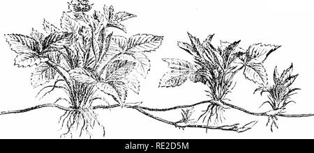 . Le piante e i loro usi; una introduzione alla botanica. La botanica; botanica, economico. 92 vari cibi-PLAXTS. Fi(i. 9X, I.--fragola (Fragaria vcsra, Roso Famiglia, Rosacea-). Impianto showint^ modo di propagare l)y significa di sottile stelo orizzontale- braaehes, chiamato "runner" che si sviluppano le radici e i germogli vicino a loro scale-come focacce. (Baillon.)-l'impianto è così un perenne herb; foglie scarsamente pelose verde chiaro; fiori bianco; frutto rosso. Oltre a questa specie F. chlhicn.SLS, F. virriifiiana e F. -moschata, hanno dato culti- vated varietà, TH*.- hrst essendo di più importanza.. Ple Foto Stock