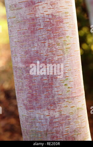 Corteccia di betulla, Betula albosinensis 'Conyngham' in inverno, REGNO UNITO Foto Stock