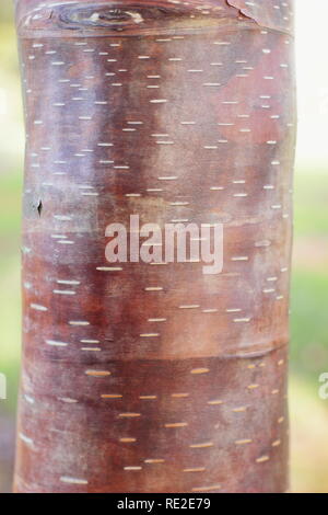 Betula utilis var. Pratii. Corteccia di attraenti di questa rara Himalyan betulla, inverno, REGNO UNITO Foto Stock