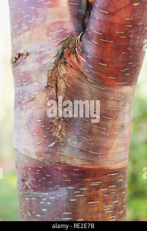 Betula utilis var. Pratii. Corteccia di attraenti di questa rara Himalyan betulla, inverno, REGNO UNITO Foto Stock