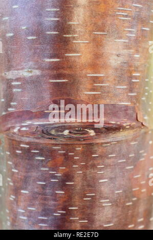 Betula utilis var. Pratii. Corteccia di attraenti di questa rara Himalyan betulla, inverno, REGNO UNITO Foto Stock