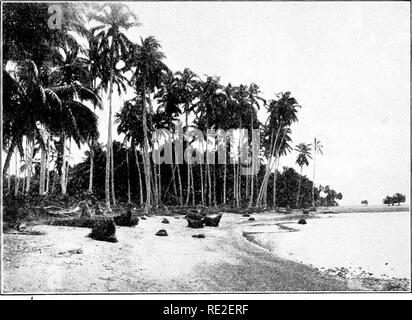 . Fondamenti di botanica. La botanica. Sementi di piante del cuscinetto 497 la rugosità della superficie è causato dalla persistenza di stili e carnosi sepali. La famiglia è divisa in diverse sottofamiglie sulla base di varie differenze strutturali, come phyllotaxy, venatura di foglie, presenza o assenza di succo lattiginoso, presenza o assenza di cade e altri.. Fig. 381.-Cocoanut palme lungo la spiaggia. Isole Filippine. (Foto dal Bureau of Science, Manila.) 432. Orchid (famiglia Orchidaceae).-l'Orchidaceae sono il più altamente sviluppato di tutte le monocotiledoni. Nessun fiore supera i Foto Stock