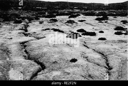 . Impianto successione; un'analisi dello sviluppo della vegetazione. Ecologia vegetale. A. superficiale di erosione da acqua sulle colline di argilla, La Jolla, California. Si prega di notare che queste immagini vengono estratte dalla pagina sottoposta a scansione di immagini che possono essere state migliorate digitalmente per la leggibilità - Colorazione e aspetto di queste illustrazioni potrebbero non perfettamente assomigliano al lavoro originale. Clements, Frederic E. (Frederic Edward), 1874-1945. Washington, Carnegie Institution di Washington Foto Stock