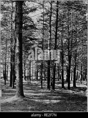 . Fondamenti di botanica. La botanica. Sementi di piante del cuscinetto 413. Fig. 304.-boschetto di pini che mostra excurrent trunk.. Si prega di notare che queste immagini vengono estratte dalla pagina sottoposta a scansione di immagini che possono essere state migliorate digitalmente per la leggibilità - Colorazione e aspetto di queste illustrazioni potrebbero non perfettamente assomigliano al lavoro originale. Gager, C. Stuart (Charles Stuart), 1872-1943. Philadelphia, P. Blakiston figlio di &AMP; co. Foto Stock